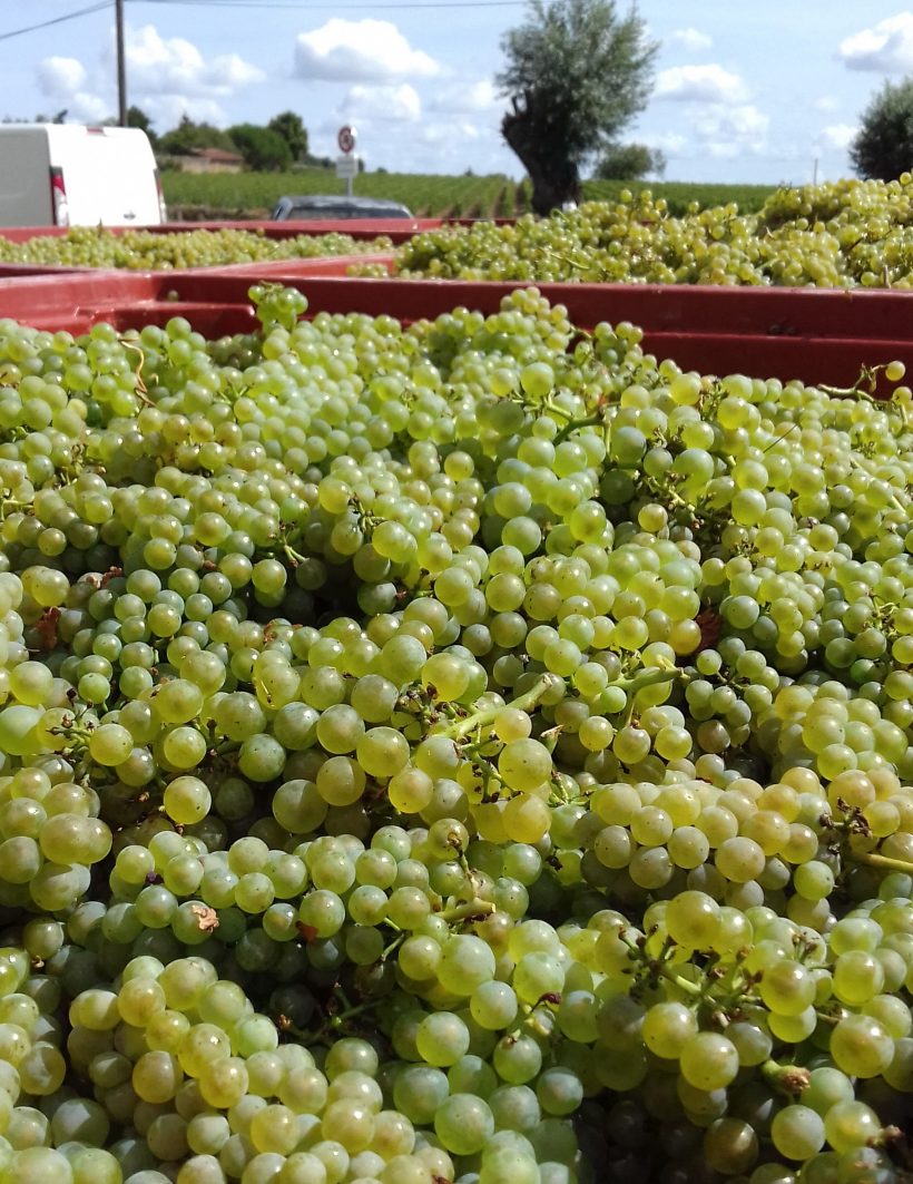 VENDANGES 2017 : c’est parti !!!! VENDANGES 2017 : c’est parti !!!!
