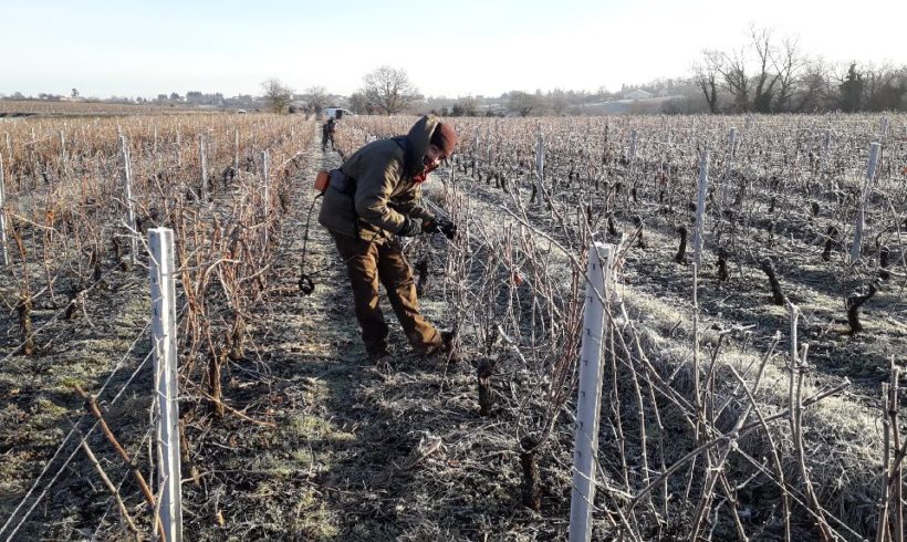 Taille des vignes en Beaujolais Taille des vignes en Beaujolais