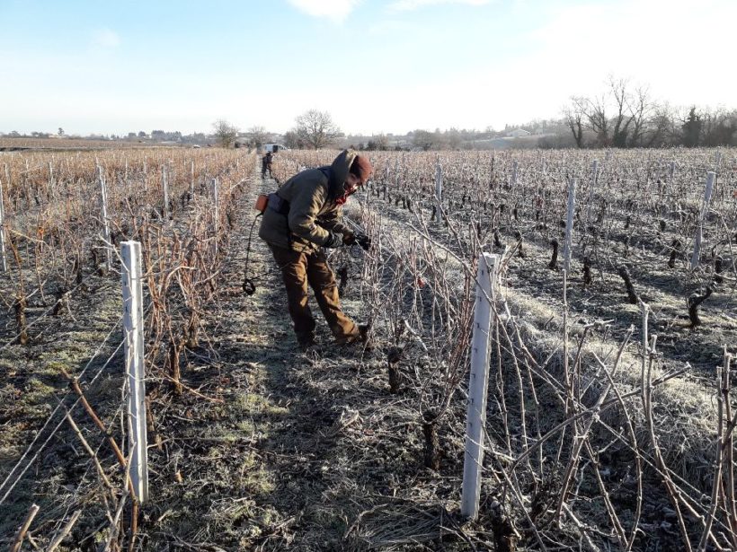 Taille des vignes en Beaujolais Taille des vignes en Beaujolais