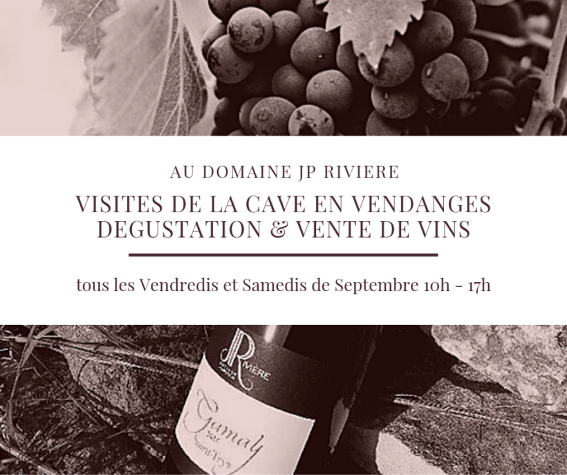 Visite de Cave pendant les vendanges ! Visite de Cave pendant les vendanges !