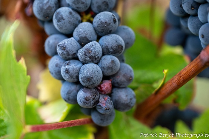 Vigneron en Beaujolais Pierres Dorées