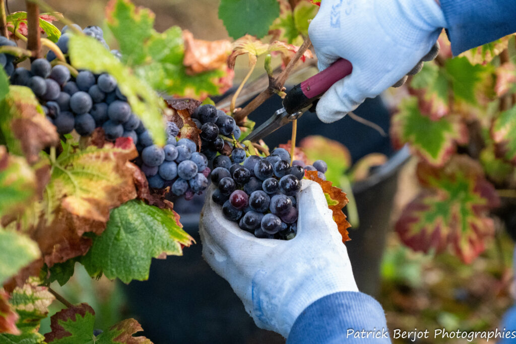 vigneron beaujolais 2024