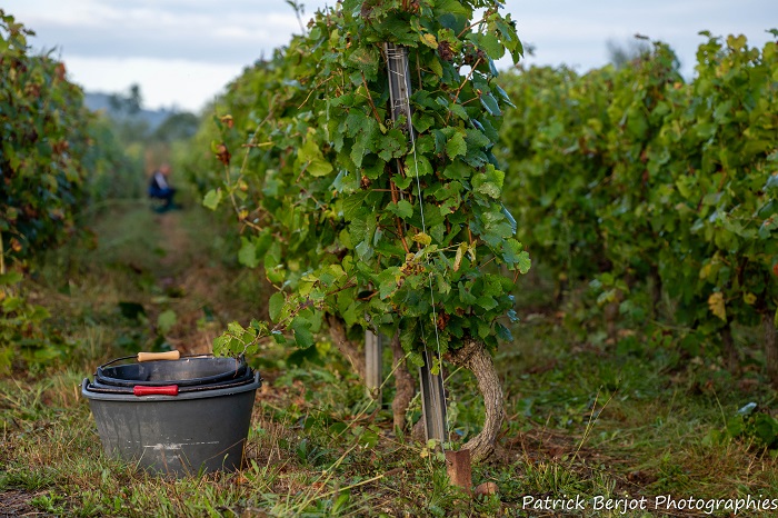 Vigneron en Beaujolais Pierres Dorées