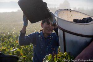 photo vendanges patrick berjot