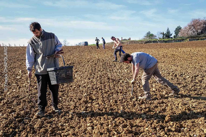 plantation vigne 2025 credit photo franck chapolard