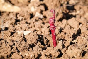 plantation vigne 2025 credit photo franck chapolard