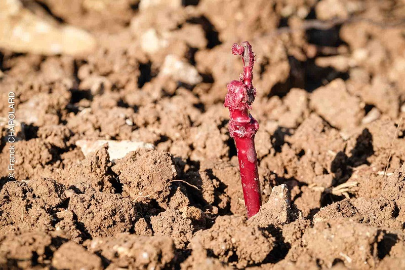 plantation vigne 2025 credit photo franck chapolard