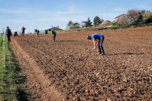 plantation vigne 2025 credit photo franck chapolard