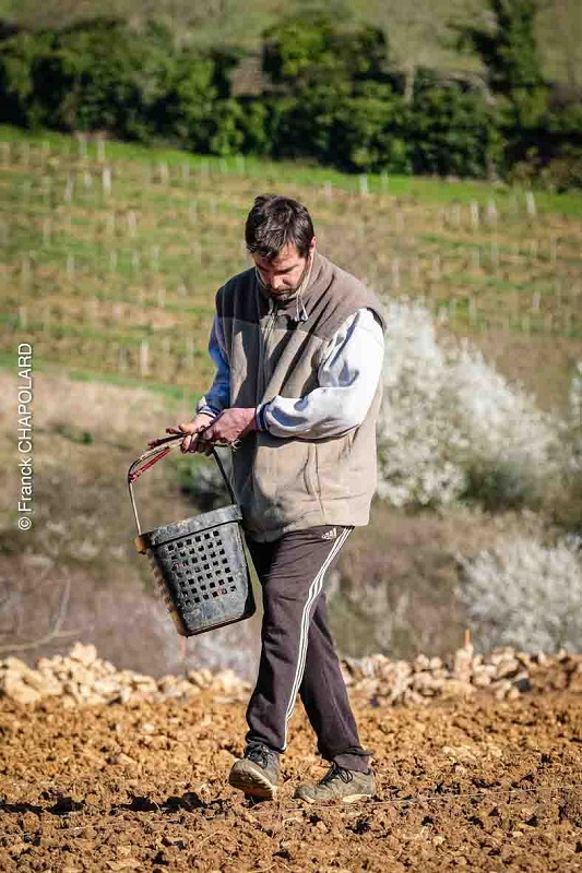 plantation vigne 2025 credit photo franck chapolard