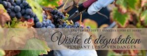 visite dégustation pendant les vendanges 2025
