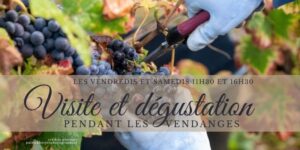 visite dégustation pendant les vendanges 2025
