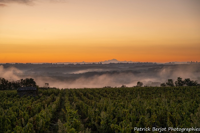 photo des vignes du Domaine JP Riviere pendant les vendanges en août