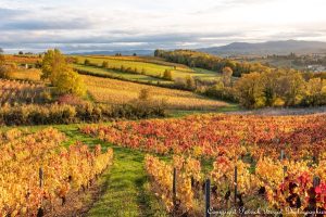 patrickberjotphotographie_beaujolaispierresdorees2