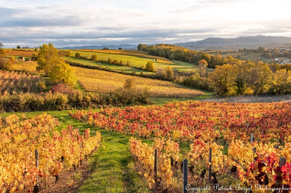 vue sur les collines couvertes de champs et de vignes dans le sud du beaujolais
