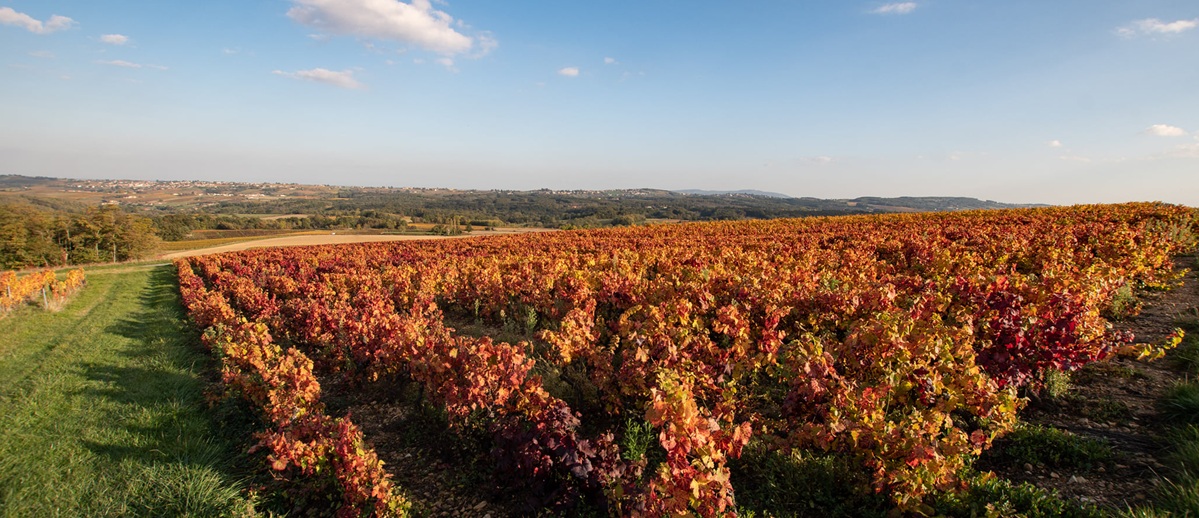 vue sur les vignes en fin de journée au début de l'automne dans le sud du beaujolais