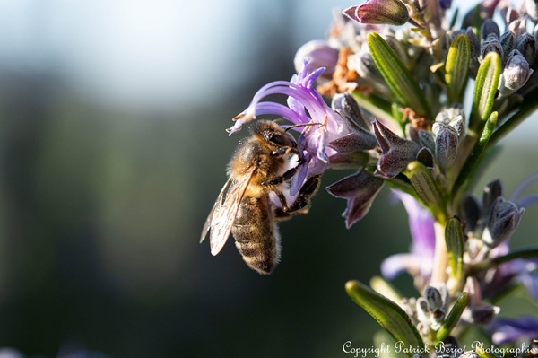 gros plan sur une abeille qui vient butiner les fleurs du jardin du domaine JP riviere