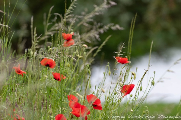 gros plan sur les champs d'herbe et de coquelicots en Beaujolais Pierres Dorées 