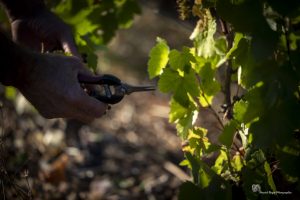 2026vendanges_credits_patrickberjotphotographies (22)