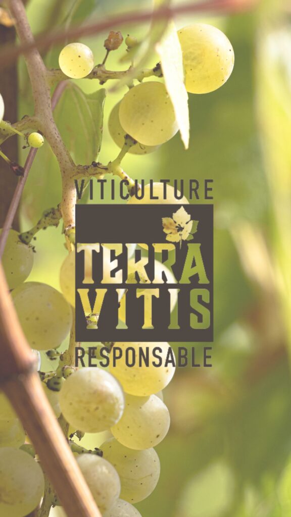 Terra vitis