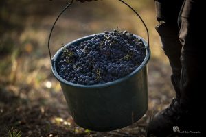 gamay cépage du beaujolais